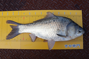 釣行記写真