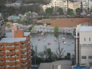 眼下の不忍池は花見客で大賑わい。